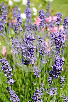 Bright purple blooming lavenders in the garden