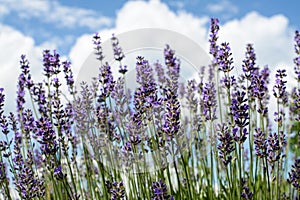 Bright purple blooming lavenders in the garden