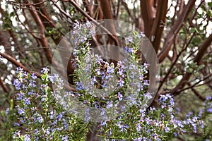 Bright purple blue rosemary culinary and medicinal herb growing oustide, good springtime polinator for bees, manzinita photo