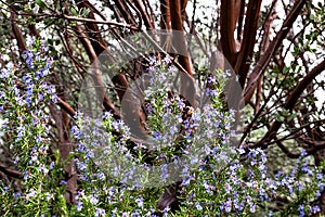 Bright purple blue rosemary culinary and medicinal herb growing oustide, good springtime polinator for bees, manzinita photo