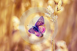 Bright purple butterfly