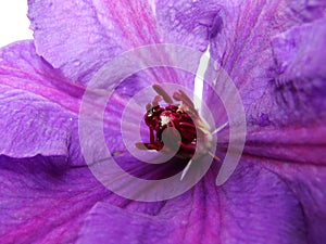 Center of Multi Blue Clematis Flower.  the heart of a purple clematis flower