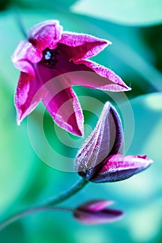 Bright purple clematis flowers in a fairy garden. Selective and soft focus.