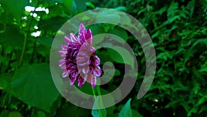 Bright purple dahlia flower close-up in the garden.