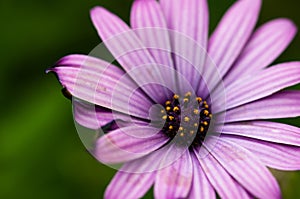 Bright Purple Daisy Flower