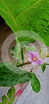 Bright Purple Eggplant Flower