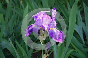 Bright purple flower of bearded iris