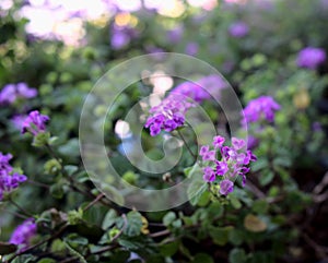 Bright purple flower garden with blurry, bokeh lights texture abstract background