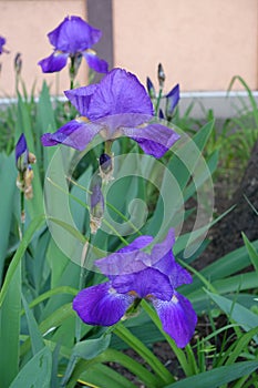Bright purple flowers of 3 bearded irises in May