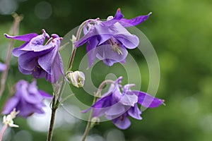 Bright purple flowers of Aquilegia vulgaris