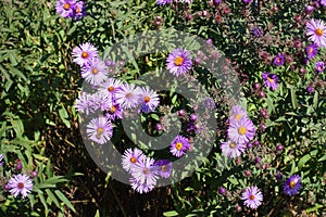 Bright purple flowers and buds of New England asters photo