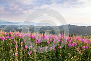 Bright purple flowers chamaenerion in sunlight on the background of mountain ranges. Ukraine, Carpathians photo