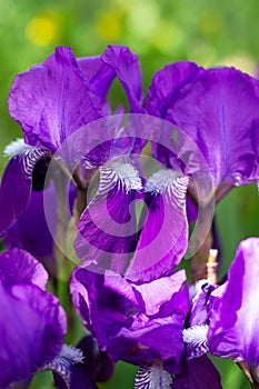 Bright purple flowers of the Germanic iris, close-up, vertical. Perennial rhizomatous plants photo