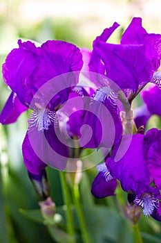 Bright purple flowers of the Germanic iris, close-up, vertical. Perennial rhizomatous plants photo