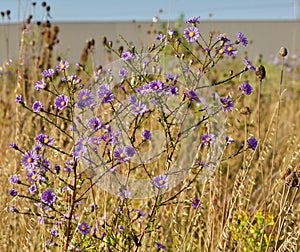 Bright purple flowers and golden grass on the autumn prairie