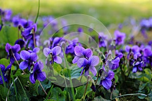 bright purple flowers on the grass