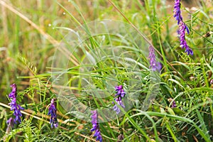 Bright purple flowers of hairy vetch in the rays of sunset on summer day. Soft focus view of Vicia villosa blooming