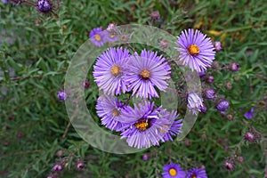 Bright purple flowers of New England aster photo
