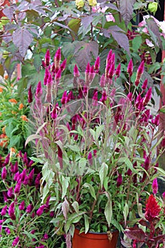 Bright purple flowers and other plants at local nursery
