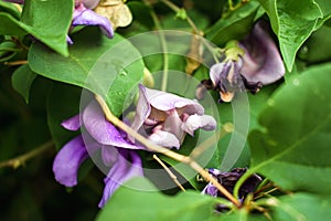 Bright Purple Flowers on Snail Vine in Bloom
