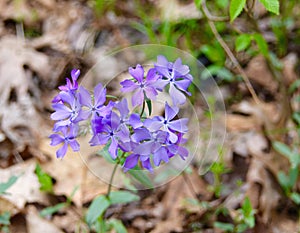 Bright purple flowers of wild woodland phlox in a spring forest.