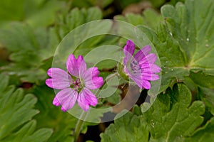 Bright purple Geranium molle flowers close-up