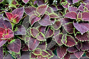 Bright purple and green leaves of coleus plants in pretty garden