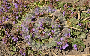 Bright purple ground-ivy flowers - Glechoma hederacea