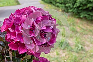 Bright purple hydrangea macrophylla or hortensia flower head closeup
