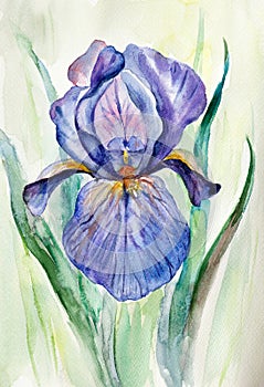 bright purple iris