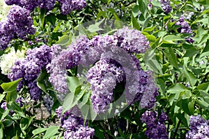 A bright purple lilac at the Royal Botanical Garden of Burlington, Ontario