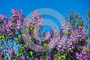 Bright purple lilacs.