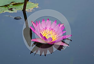 Bright Purple Lotus Flower
