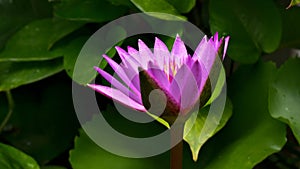 Bright purple lotus flower with water droplets after the rain