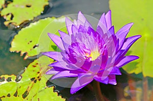 A bright purple lotus in the pond