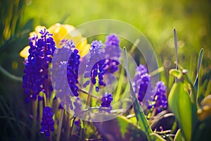 Bright purple Muscari flowers bloom on a green meadow in the summer