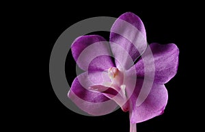 Bright purple orchid flower on black background