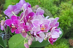 Bright purple orchid flower with green leaf background