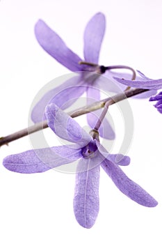 Bright purple Petrea flowers hanging down against white background