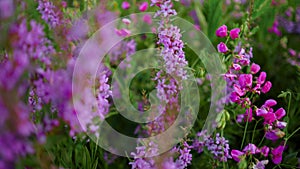 Bright purple and pink flowers in the field.