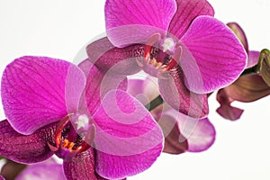 Bright purple, pink orchid on a white background. Macro flower