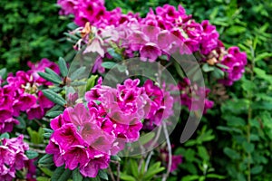 Bright Purple Rhododendrons