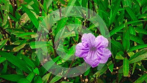 the bright purple ruellia simplex flowers are in bloom