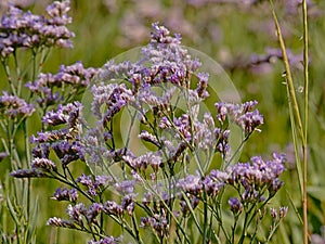 Bright purple sea lavender flowers ina salt marsh - Limonium