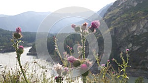 Bright purple Thistle blossoms against a beautiful mountain landscape. Haze