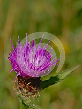 Bright purple thistle flower close up