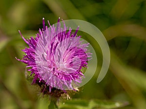 Bright purple thistle flower, close up from above, with green blur background