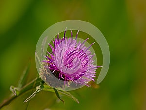 Bright purple thistle flower macro with green blur background