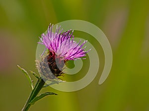 Bright purple thistle flower, side view close up, with green blur background