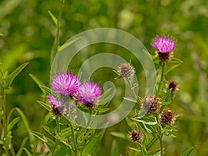 Bright purple thistle flowers, close up, with green blur background